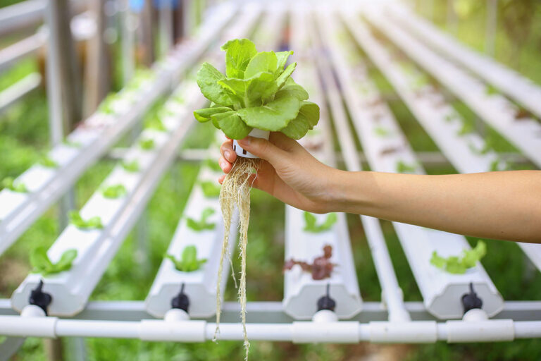 O-que-e-Hidroponia-e-como-funciona-essa-tecnica-de-cultivo-alternativo-768×512